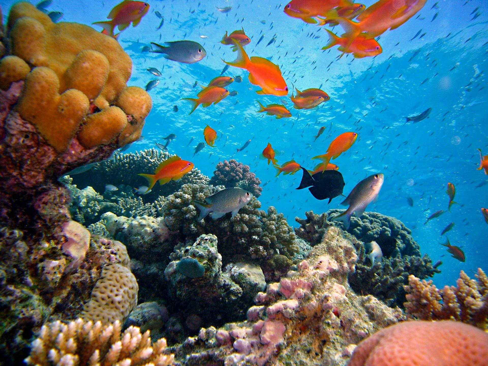 Introduiken voor beginners en cruise op de Rode Zee in Sharm El Sheikh