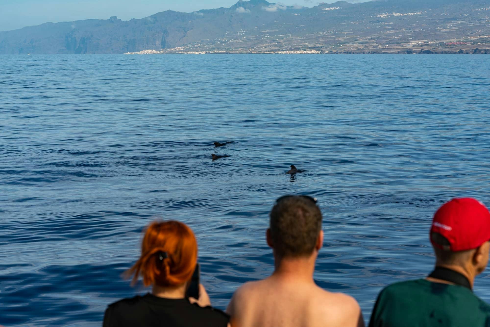 Freebird Chill-out Cruise