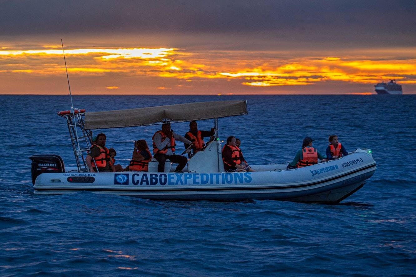 Whale Watching Zodiac Boat Tour