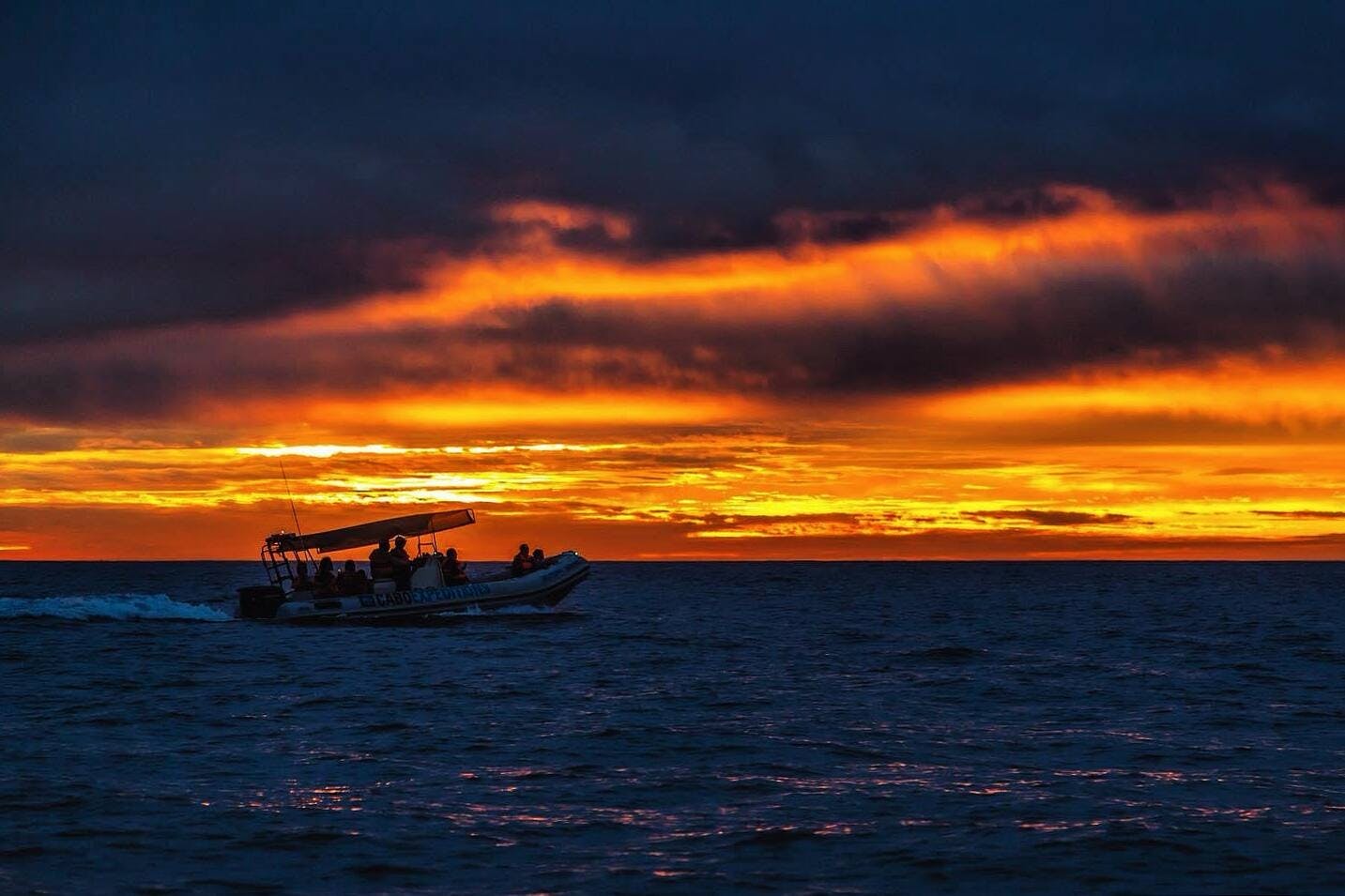 Whale Watching Zodiac Boat Tour