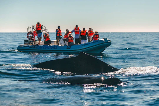 Whale-watching zodiac boat tour