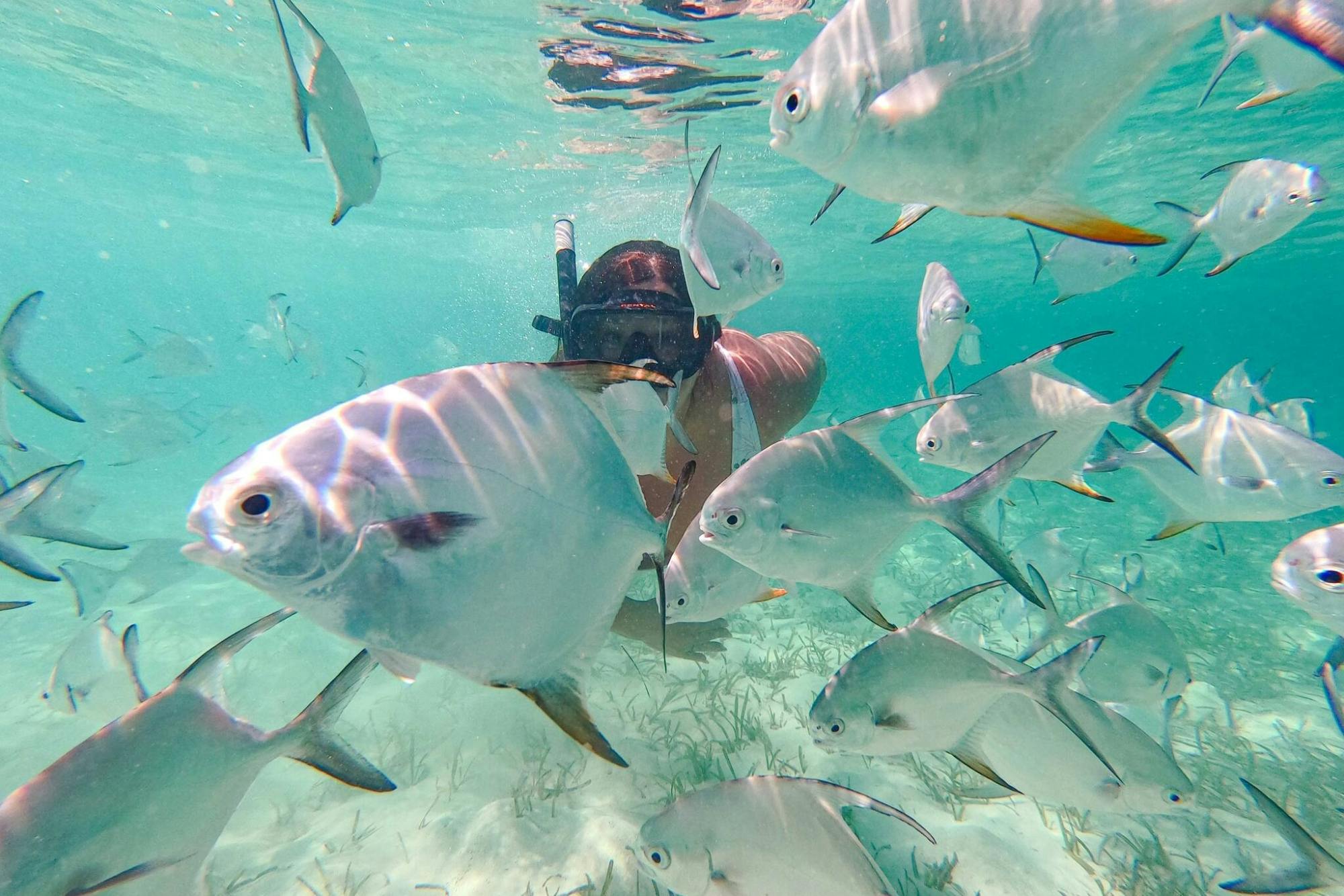 Experiencia de snorkel y restauración de arrecifes de coral de Punta Cana