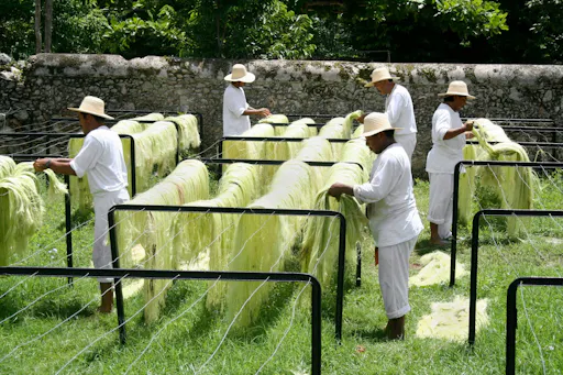 Henequen Plantation Estate Tour with Snack