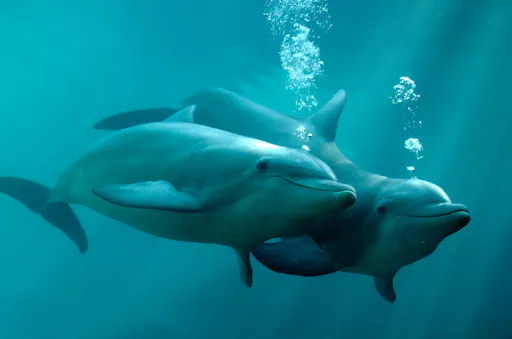 Delphinus Dolphin Experiences