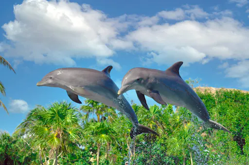 Delphinus Dolphin Experiences