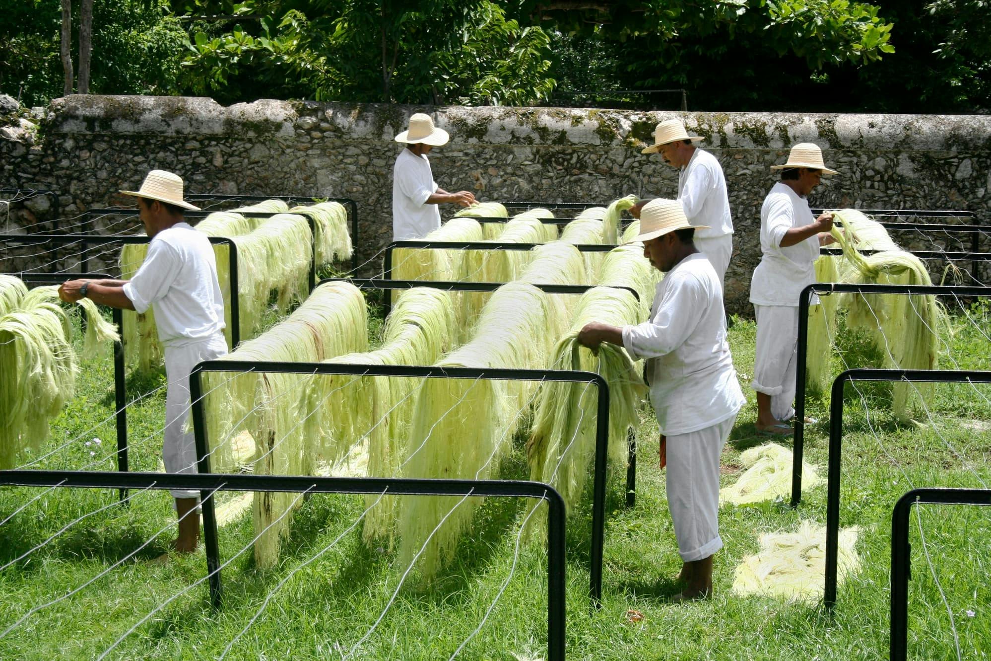 Henequen Plantation Estate Tour with Snack