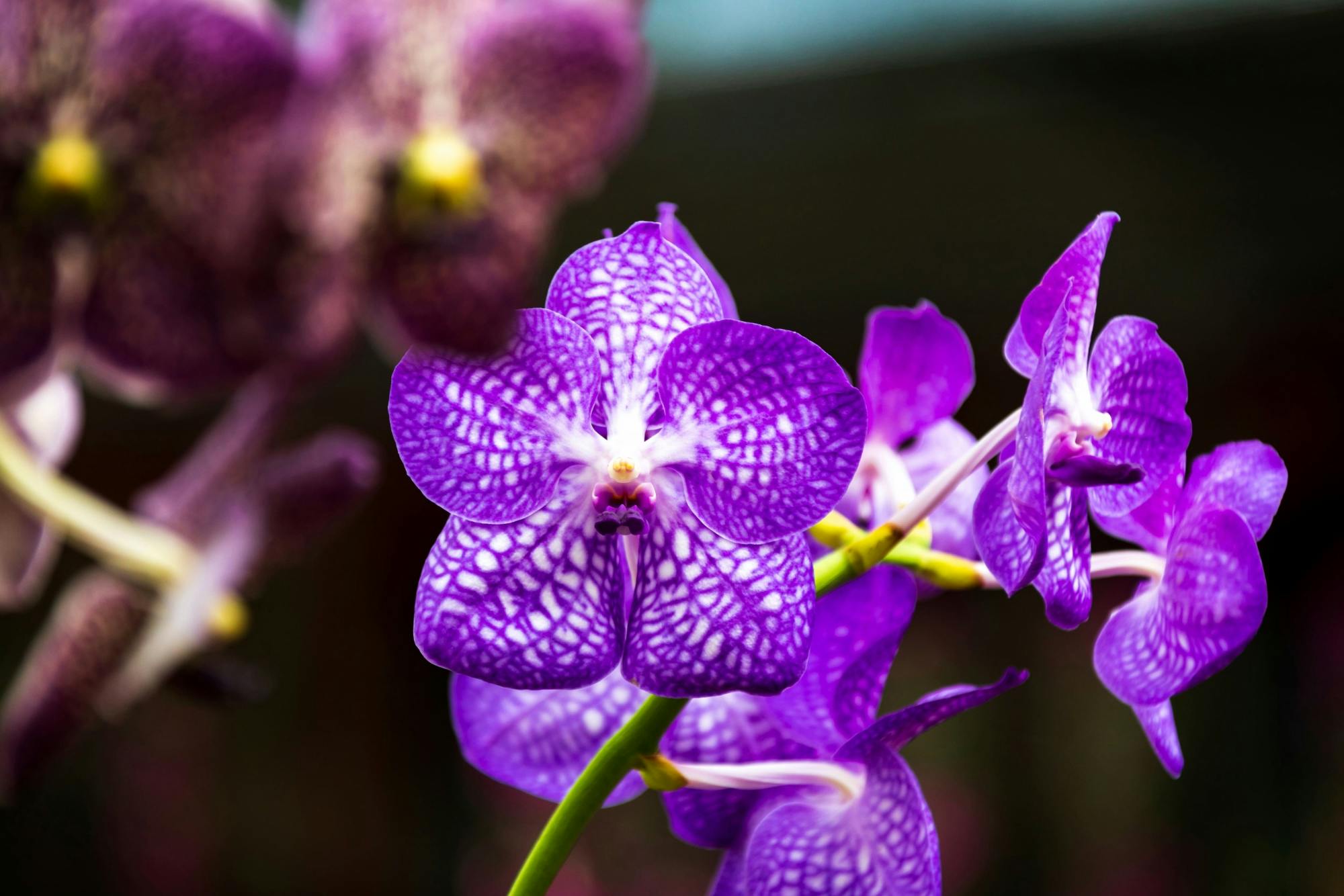 Der Botanische Garten von Kreta und das Dorf Spili von Plakias aus