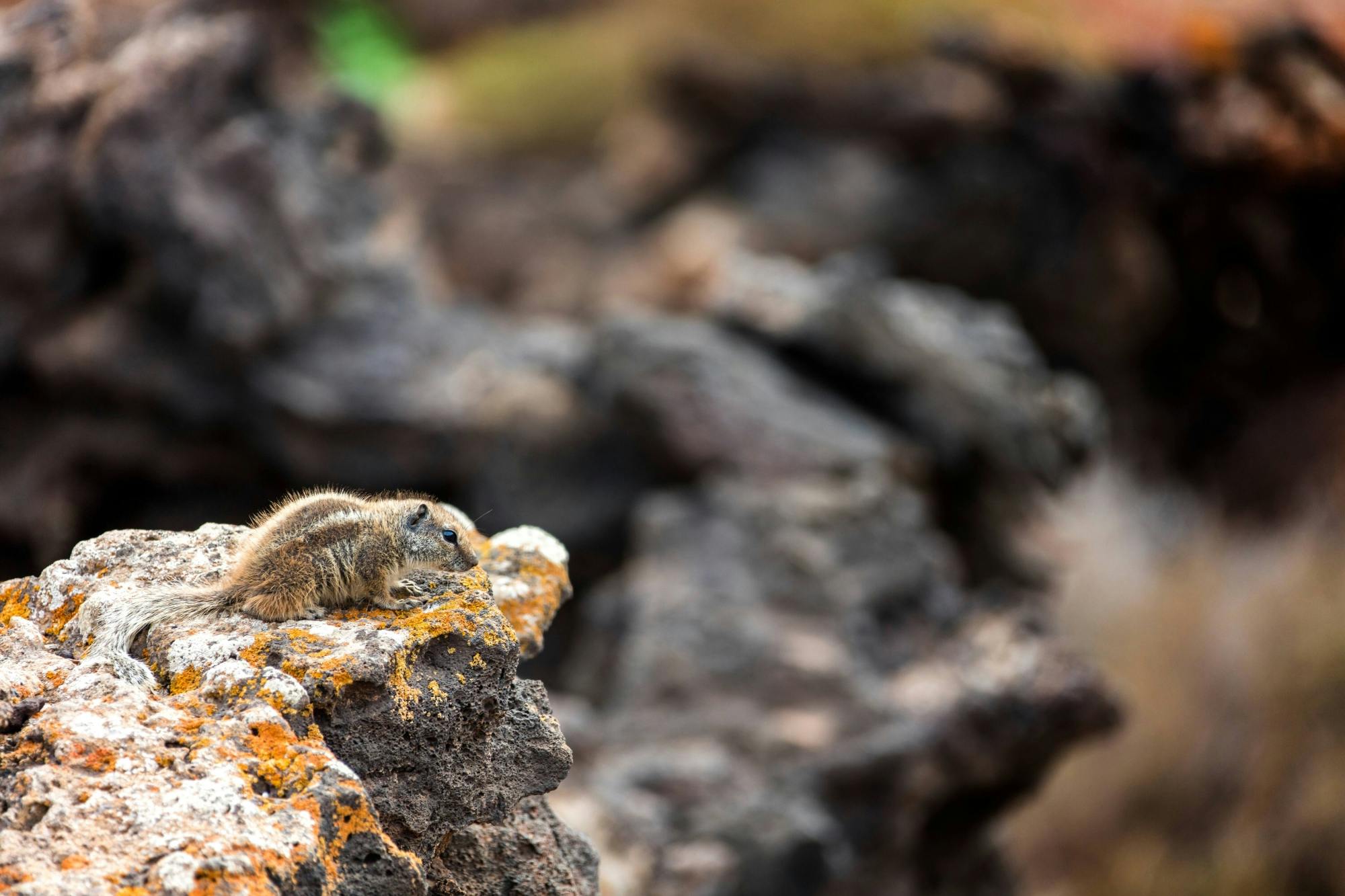 Private Sunset Safari Tour to El Cotillo with Bayuyo Volcano