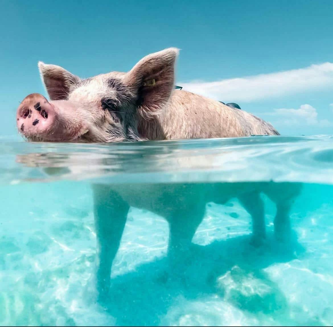 Paradise Beach Resort & Pigs with Catamaran Cruise