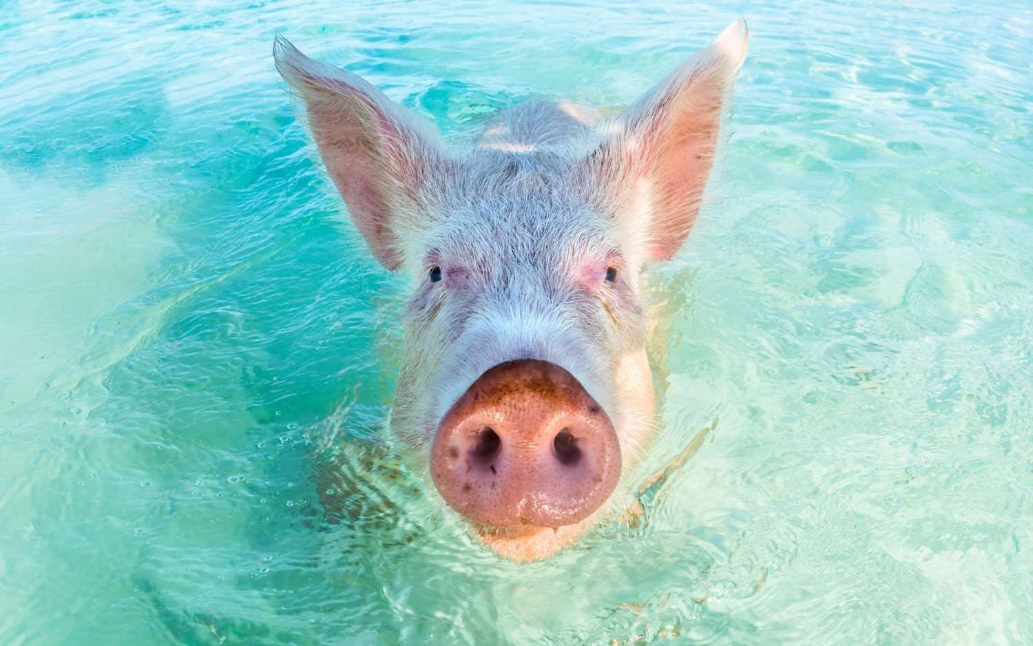 Paradise Beach Resort & Pigs with Catamaran Cruise