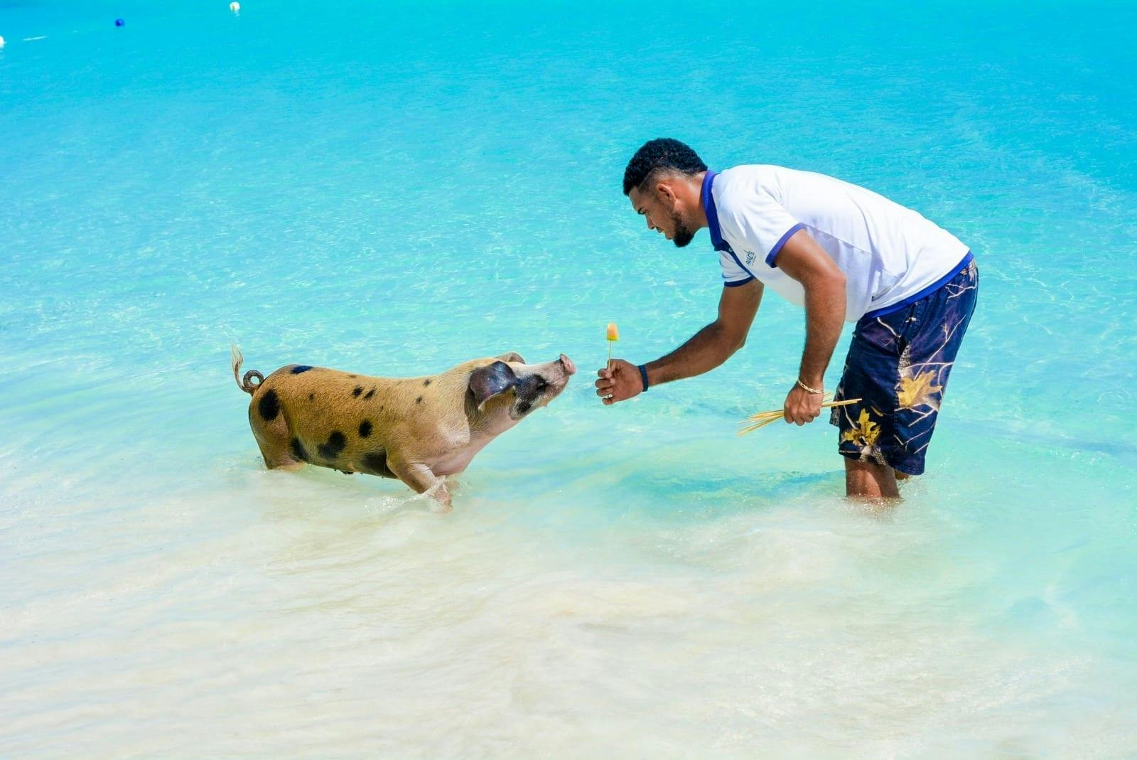 Paradise Beach Resort & Pigs with Catamaran Cruise