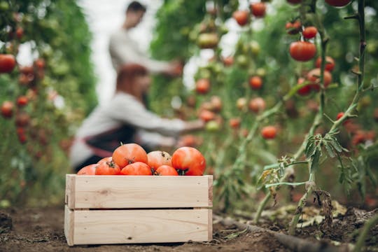 Visita a una granja orgánica y lección de cocina en Corfú