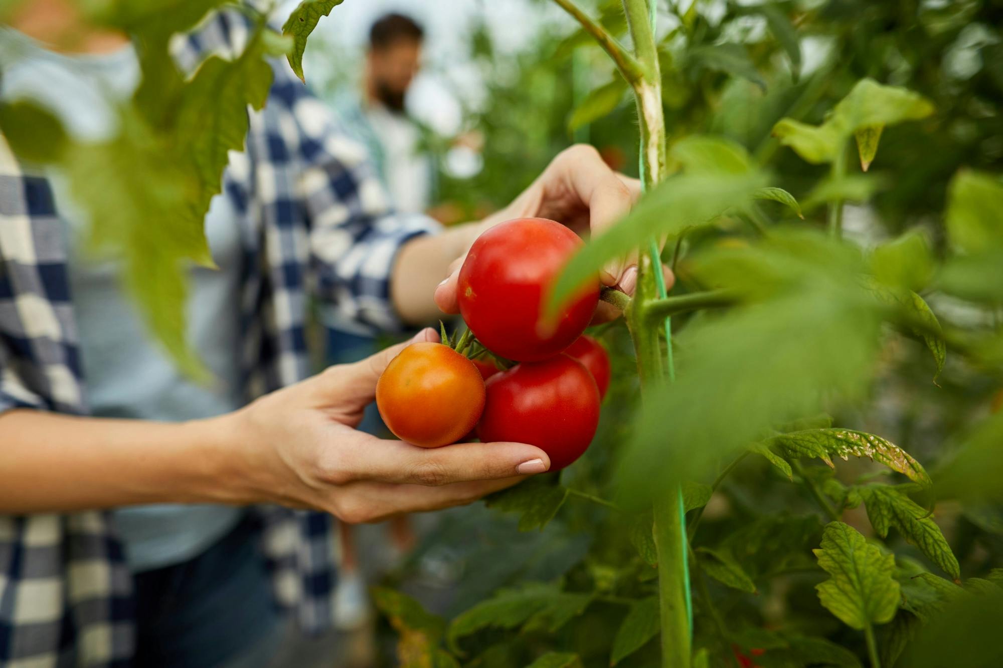 Organic Farm Tour & Corfu Cooking Lesson