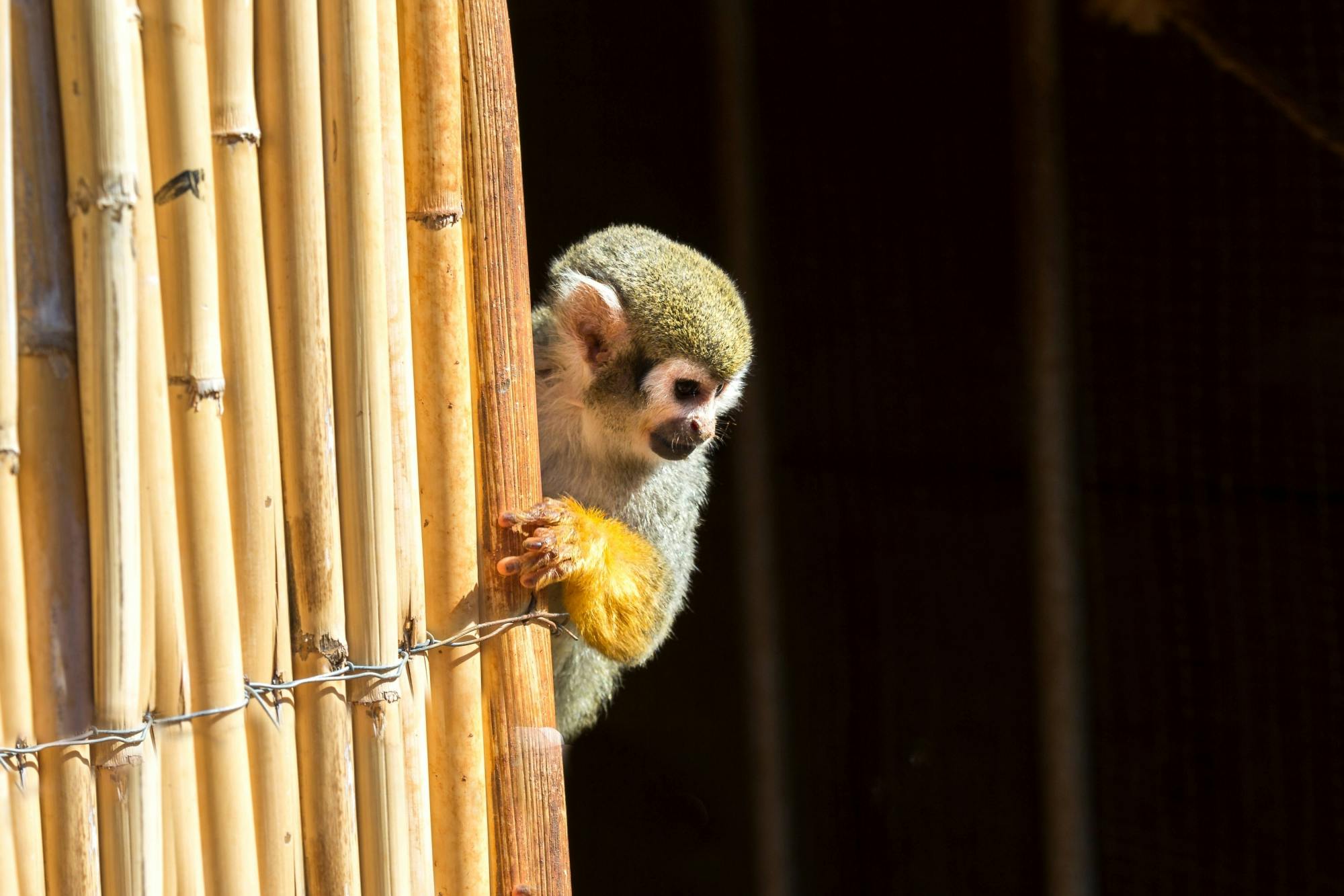 Amazonas Park & Glass-Bottom Boat Tour