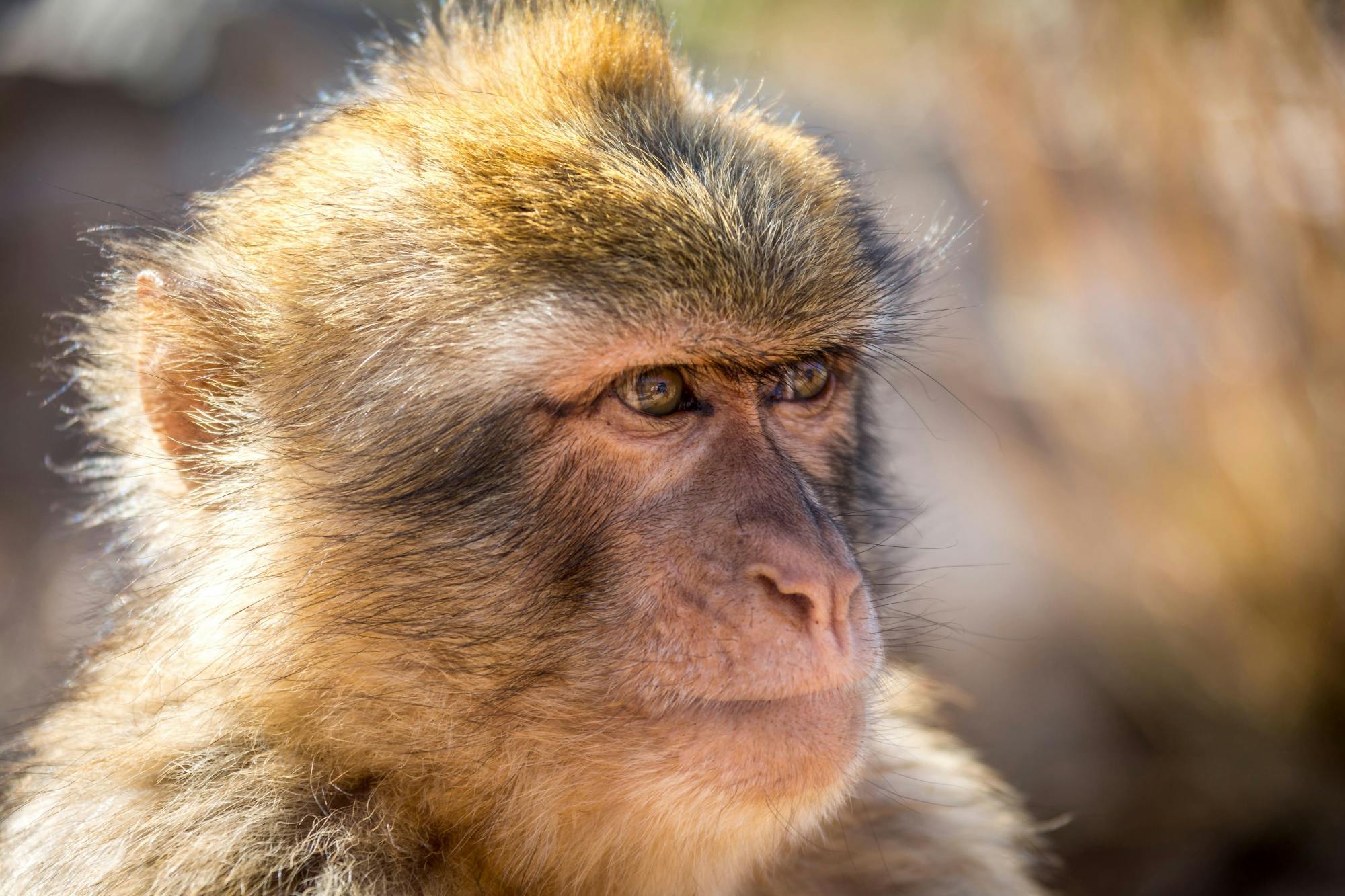 Agios Nikolaos Market & Amazonas Park Nature Reserve Tour