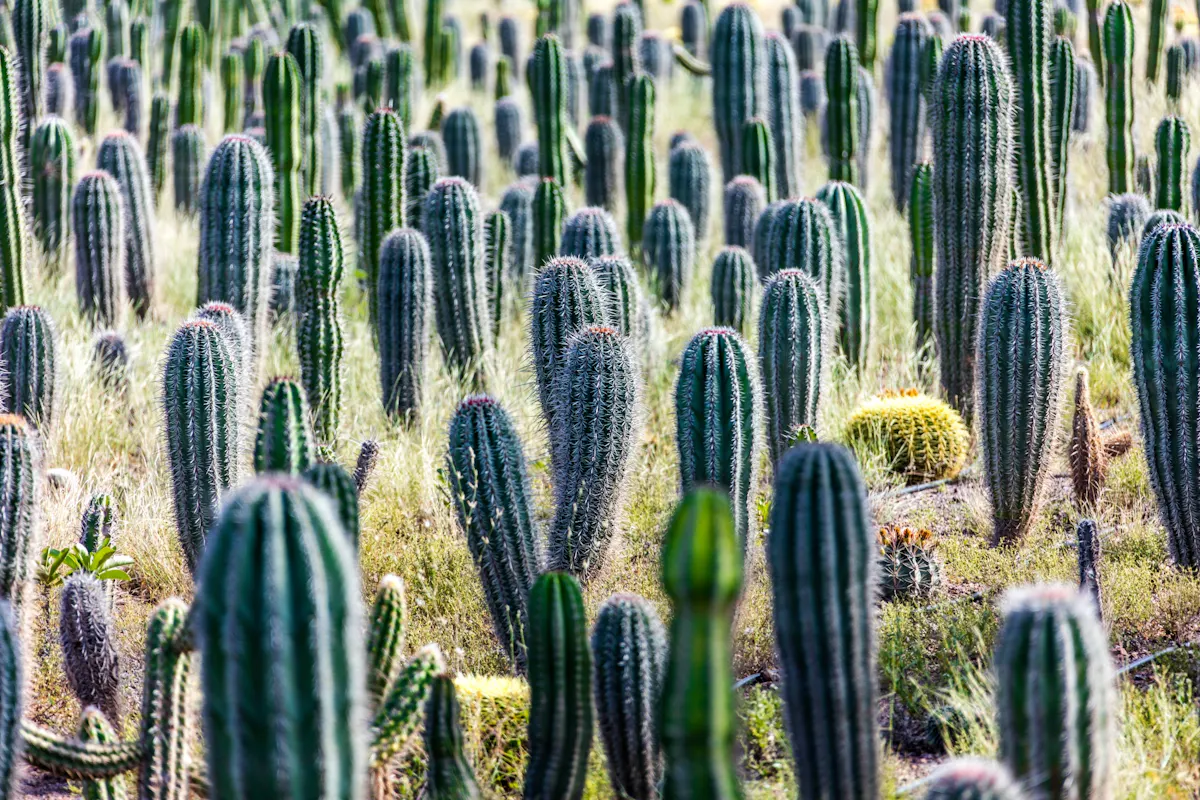 Postcards of Sal Tour with Kite Beach and Local Lunch