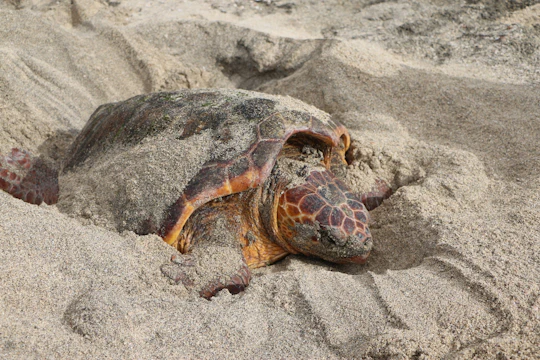 Turtle walks with marine biologist