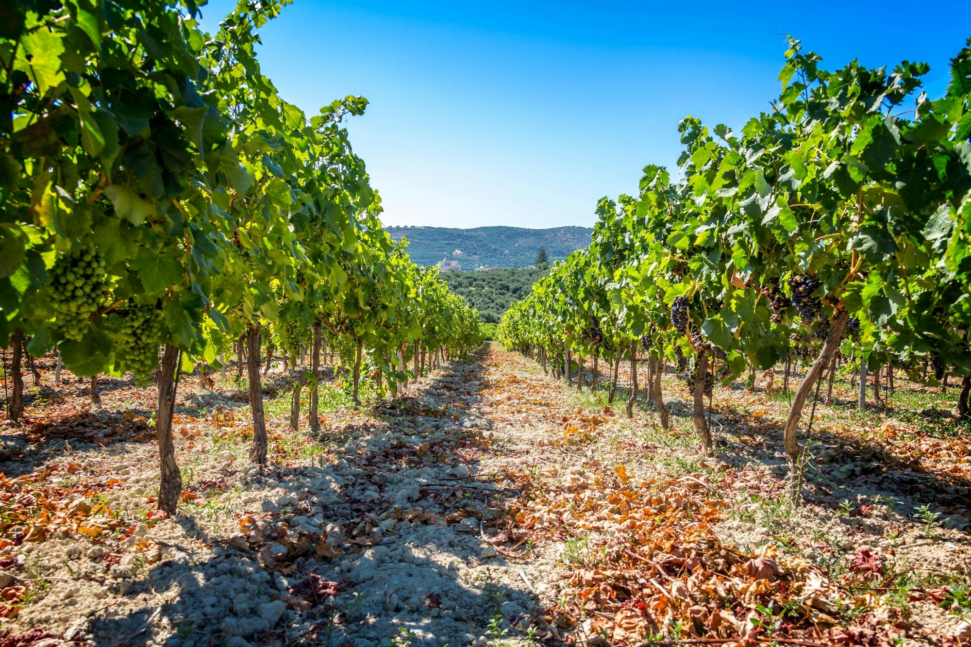 Tour of Western Crete with Winery and Olive Oil Estate