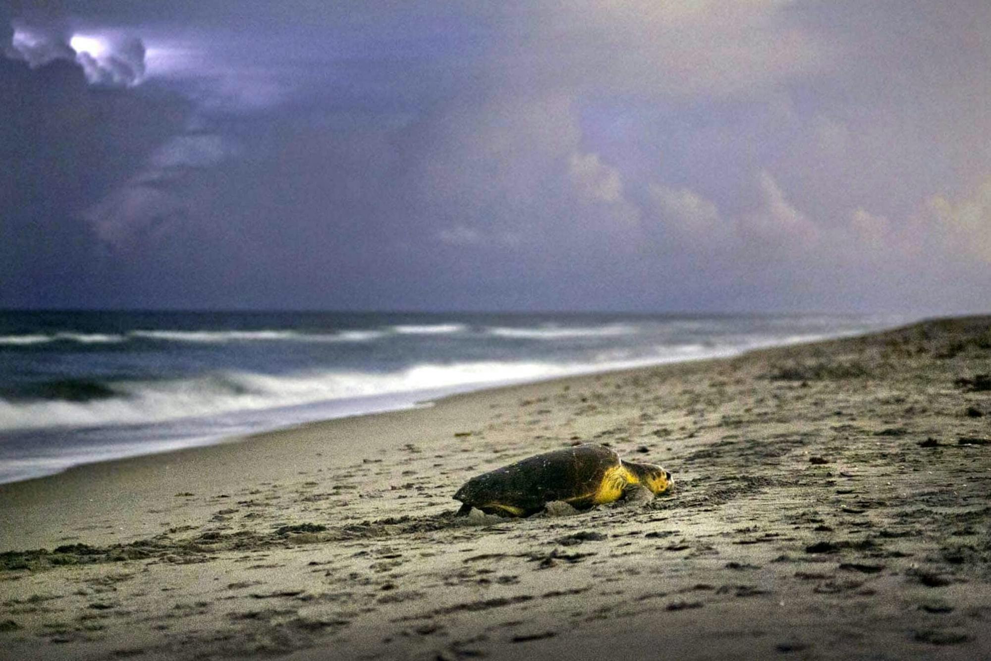 Sal Turtle Nesting Beach Tour