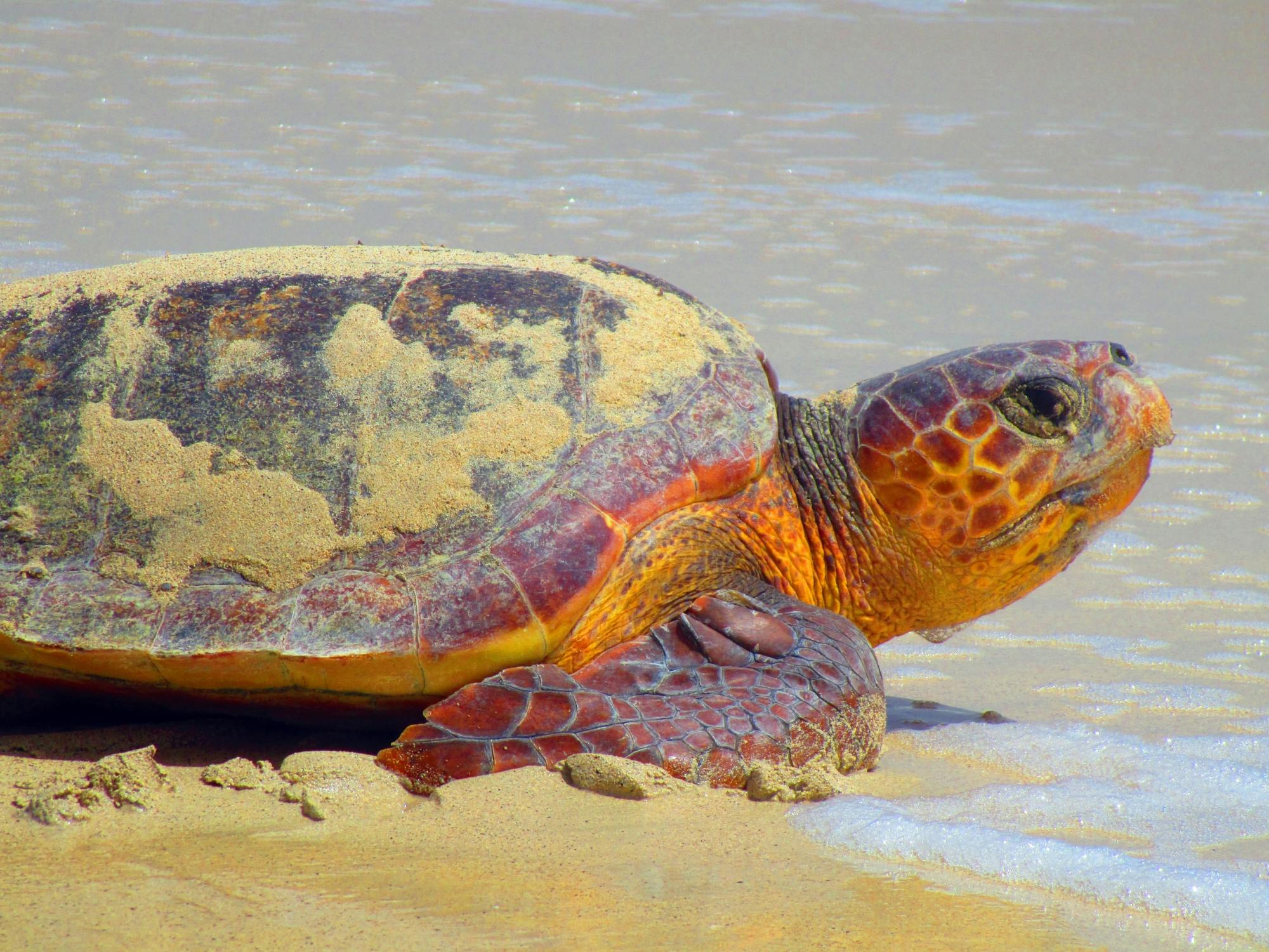 Sal Turtle Nesting Beach Tour