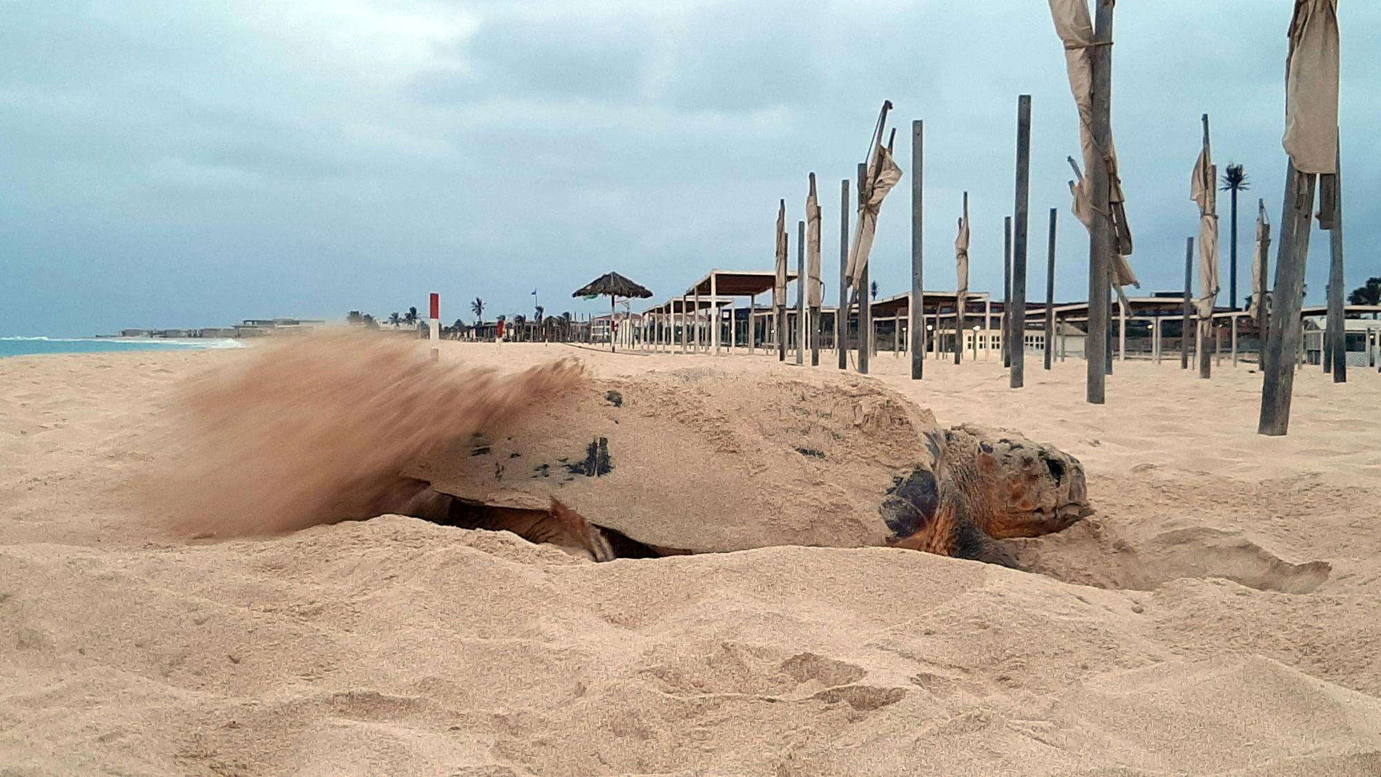 Sal Turtle Nesting Beach Tour