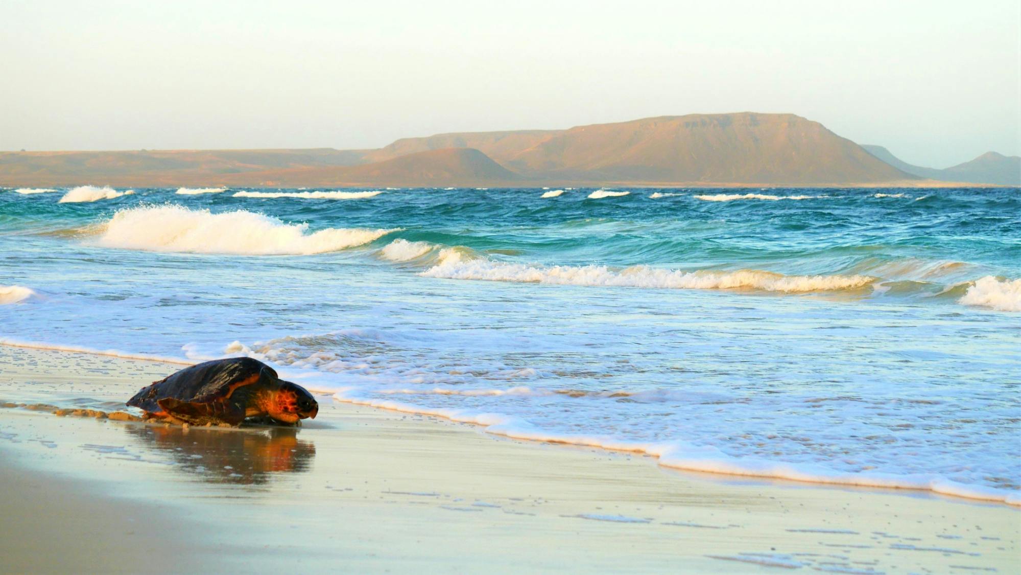 Sal Turtle Nesting Beach Tour