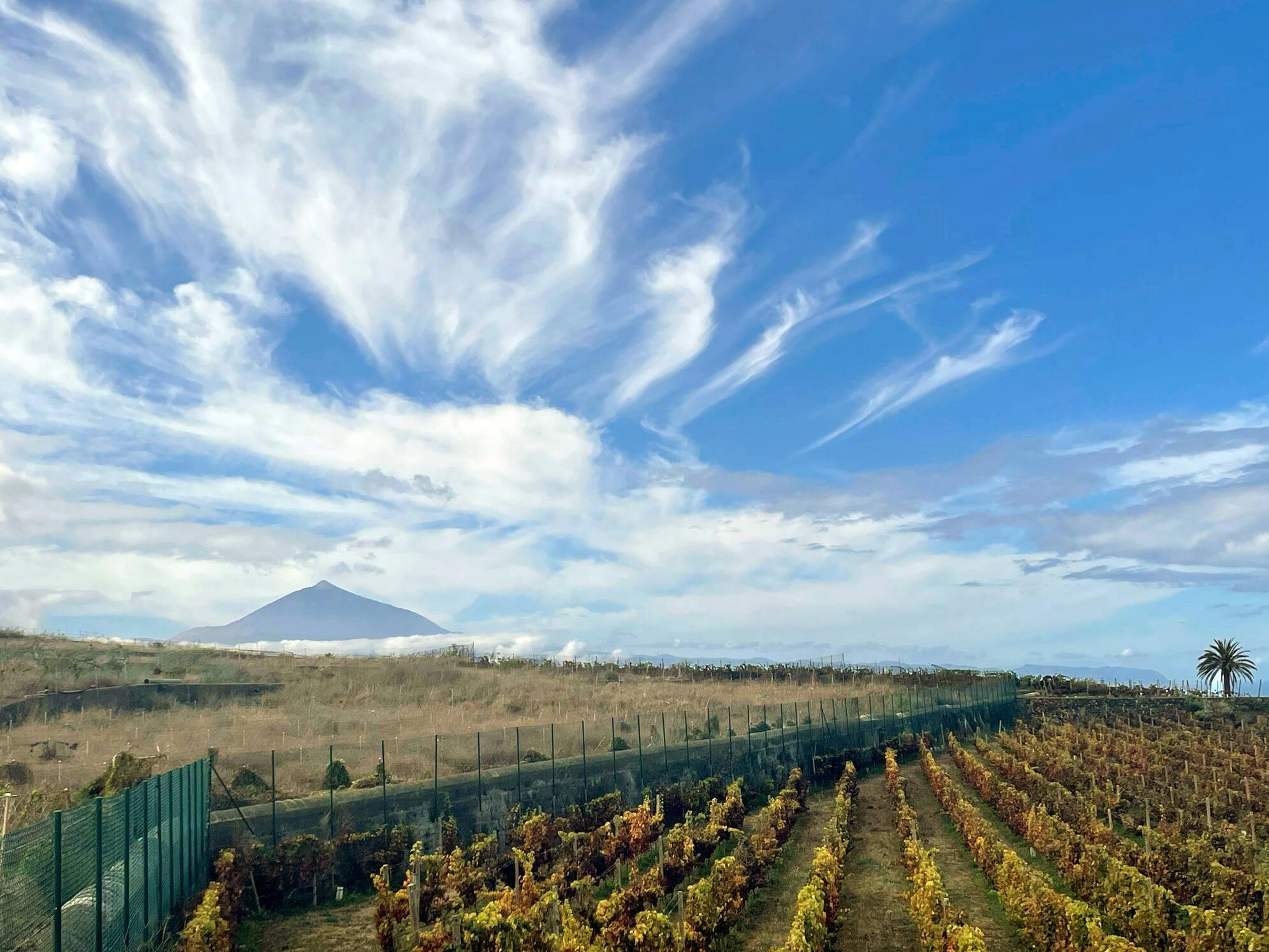 Nat Geo Day Tour: History of Wine in the Canary Islands