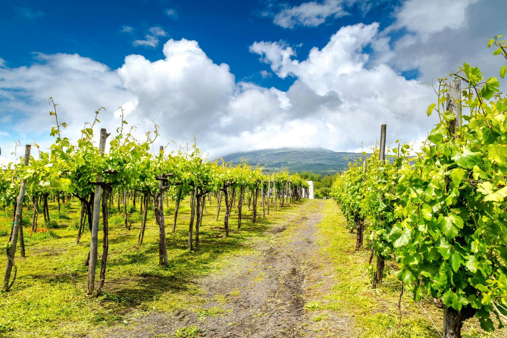 Passeio de 4x4 e degustação de vinhos no Etna