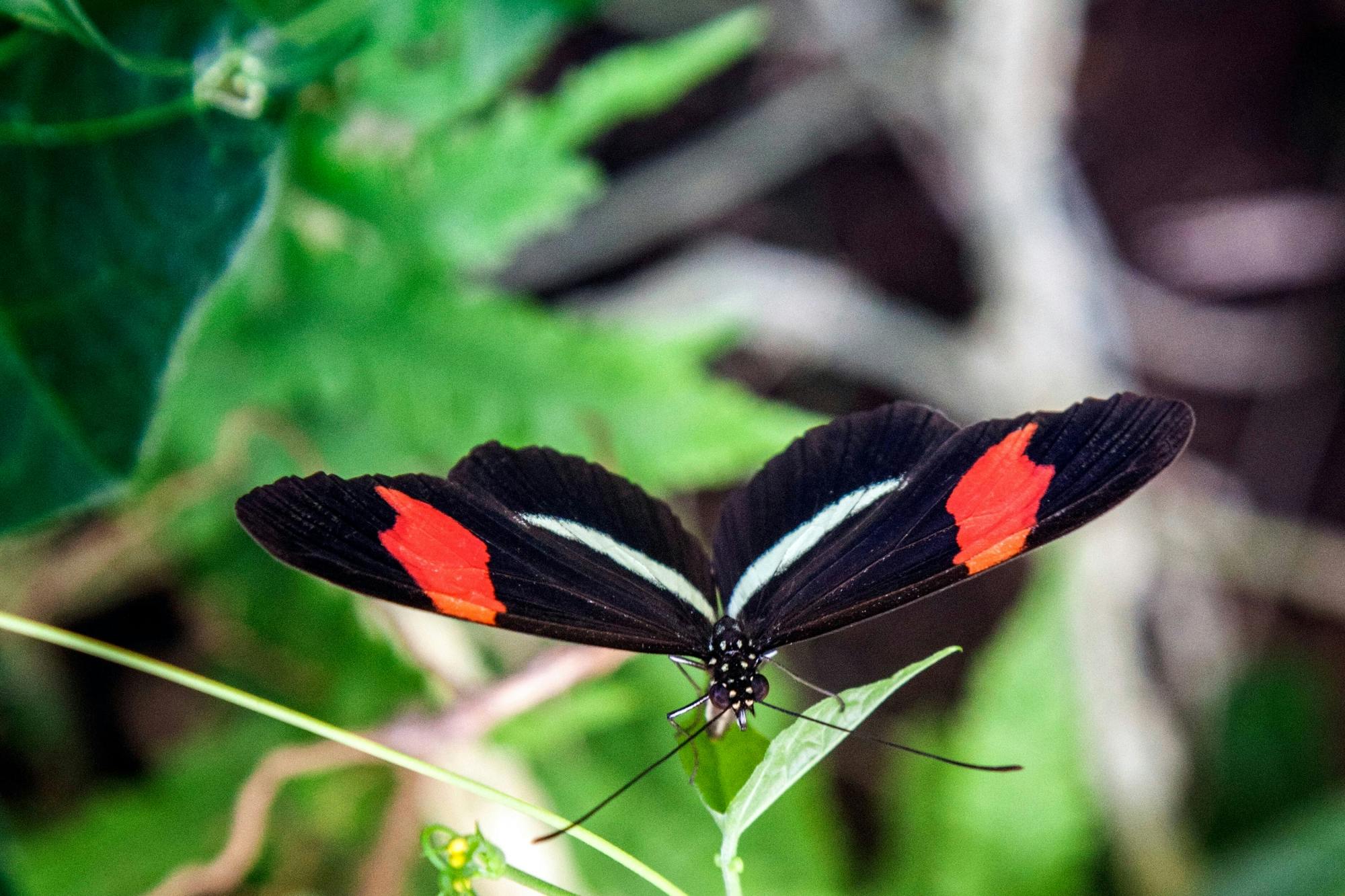 Monteverde Butterfly Garden Ticket