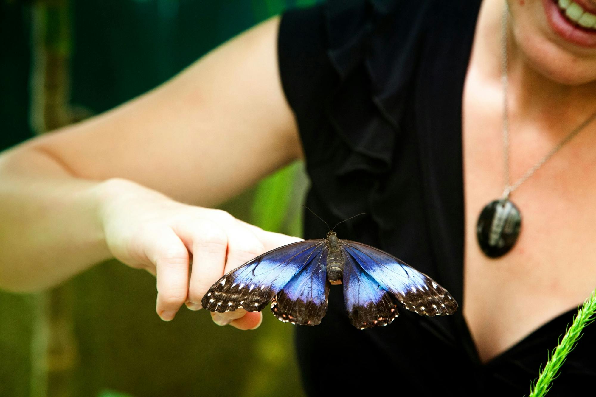 Le jardin des papillons de Monteverde - billet