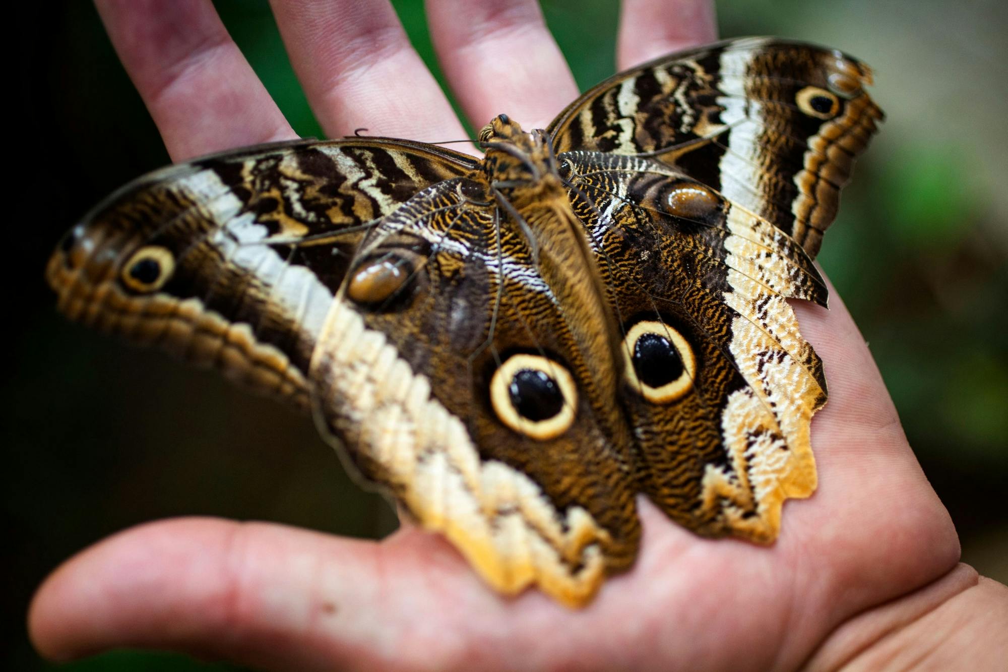 Monteverde Butterfly Garden Ticket