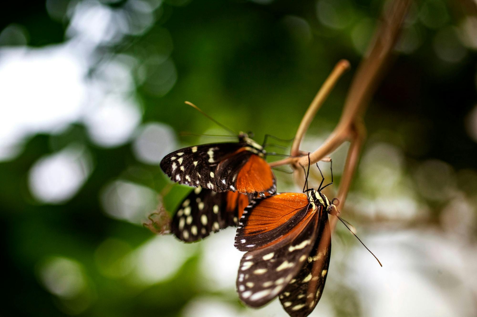 Monteverde Butterfly Garden Ticket