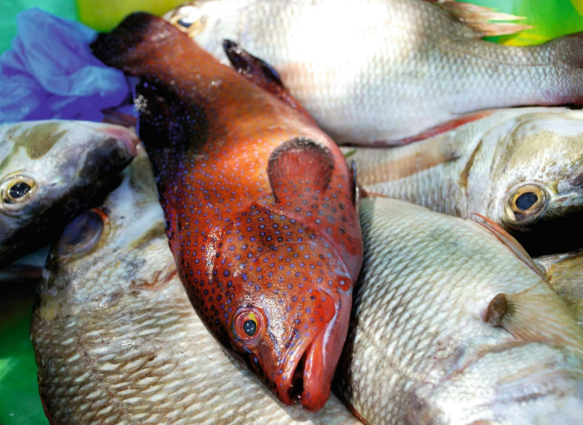 Boa Vista Fishing Boat Trip