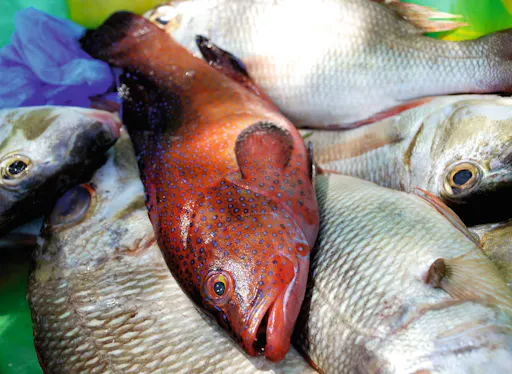 Boa Vista Fishing Boat Trip