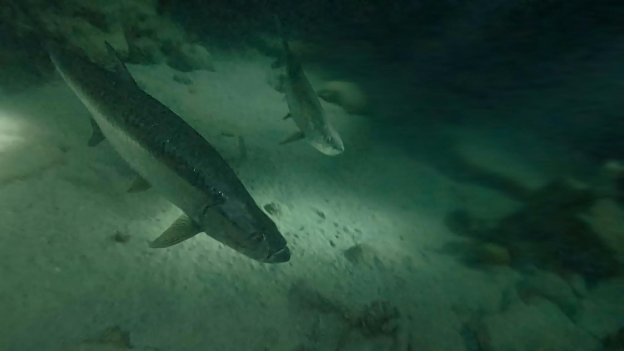 Plongée nocturne avec des tarpons en chasse