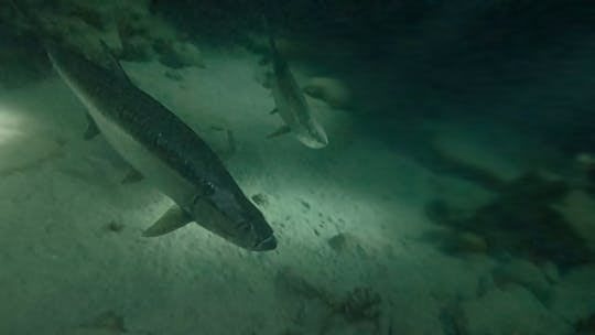 Night Snorkeling With Tarpons On The Hunt