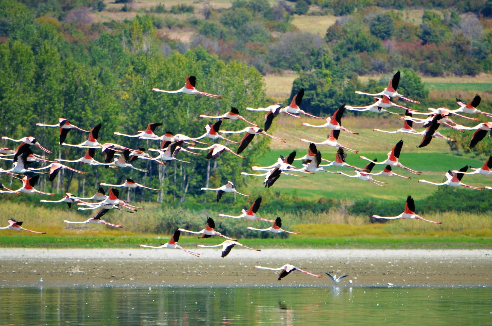 Lake Kerkini Adventure Tour