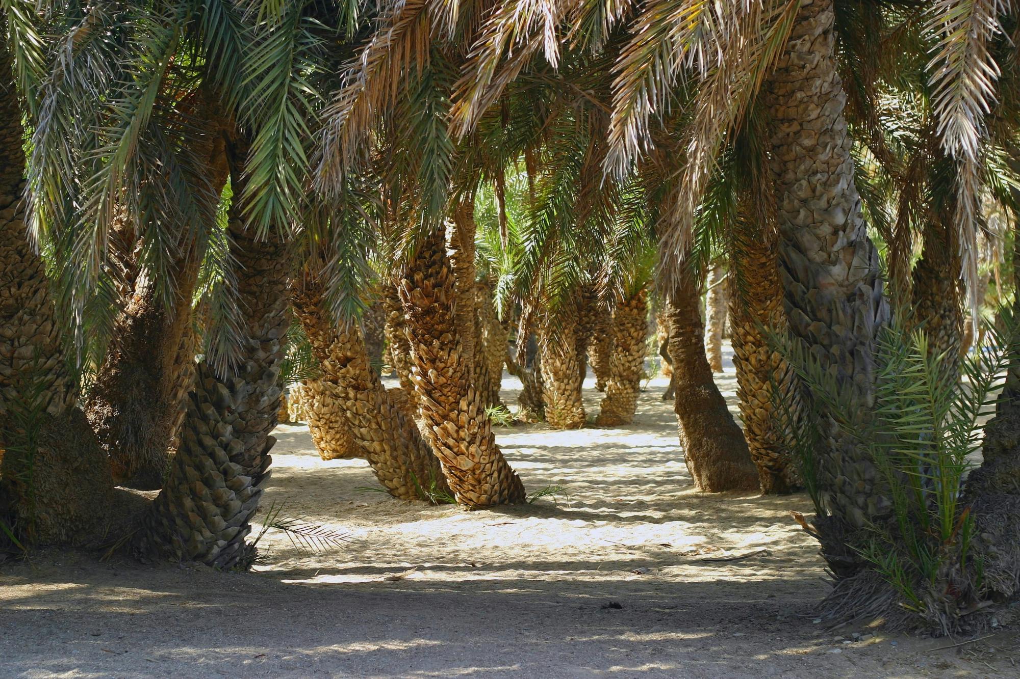 Sitia Town & Vai Palm Beach