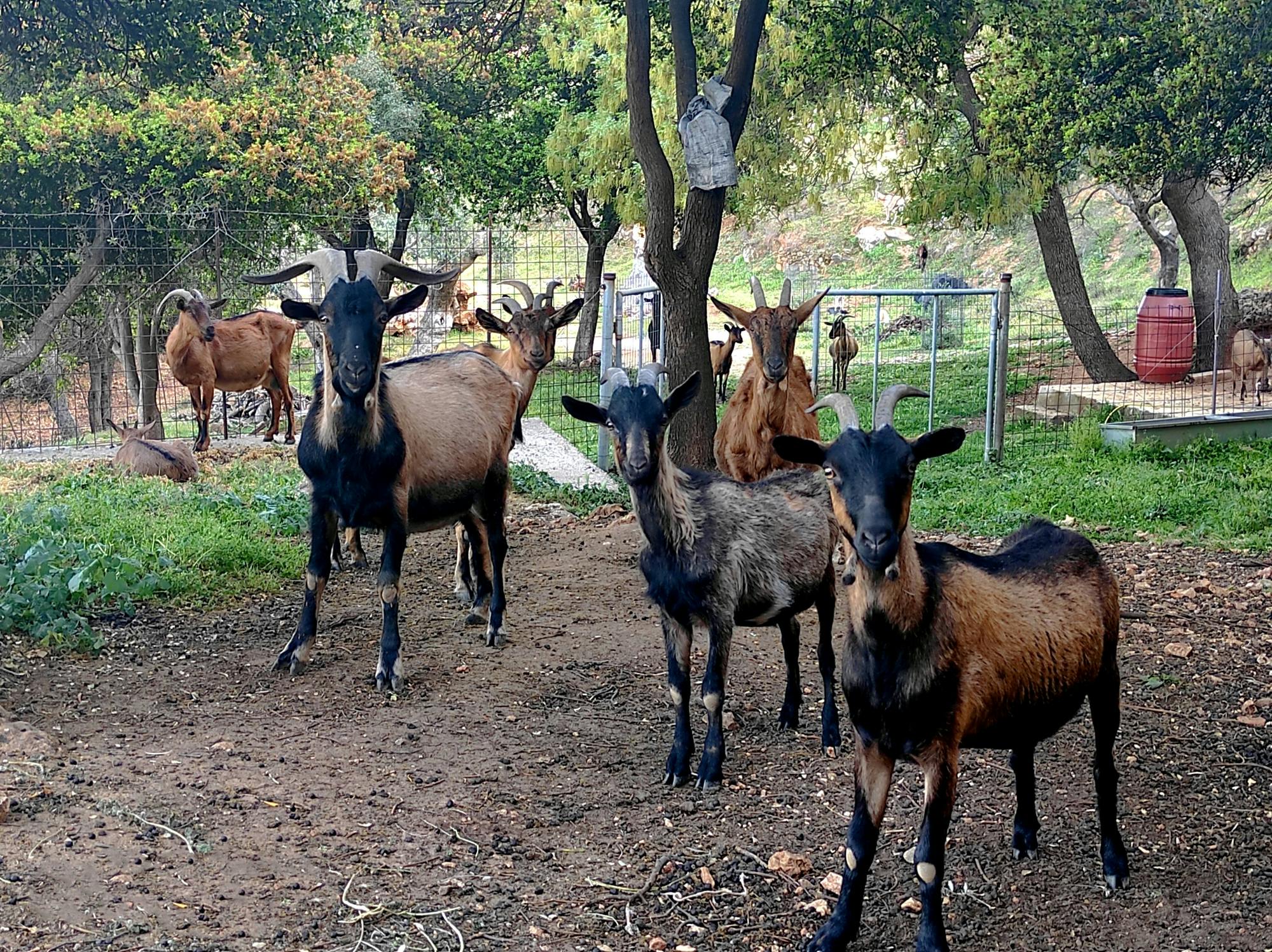 Half Day Maroulas Gorge & Walking Tour