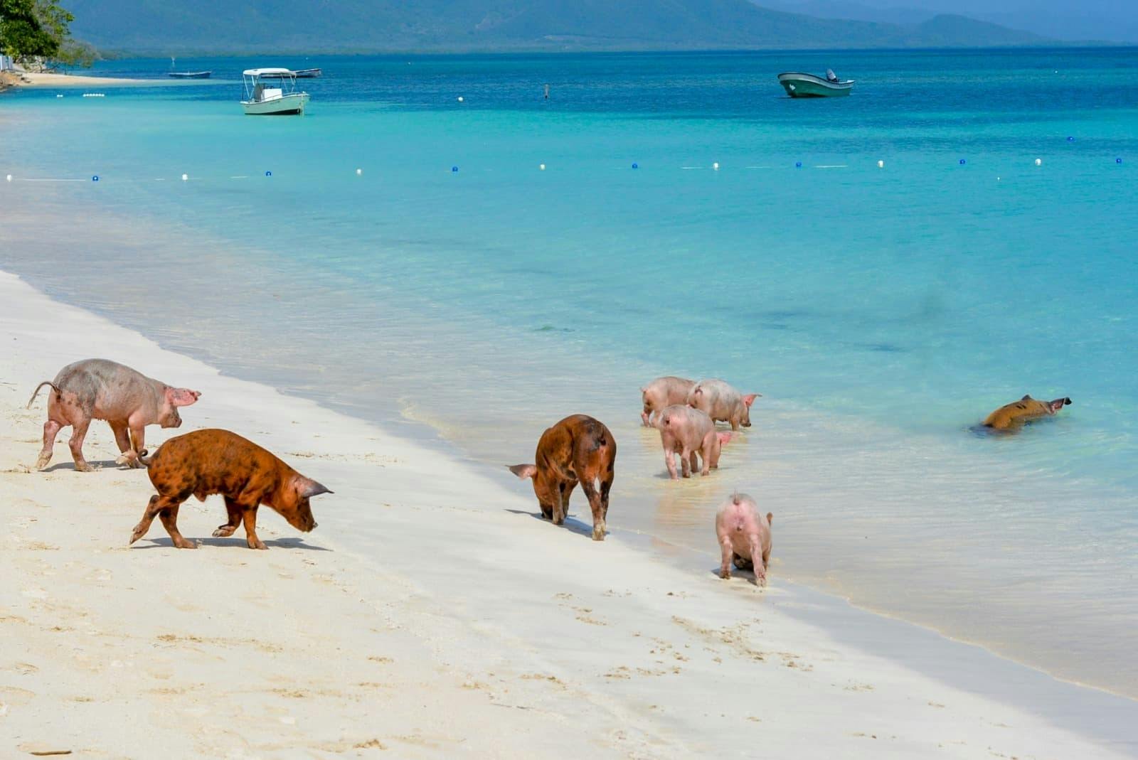 Paradise Beach Resort & Pigs with Catamaran Cruise