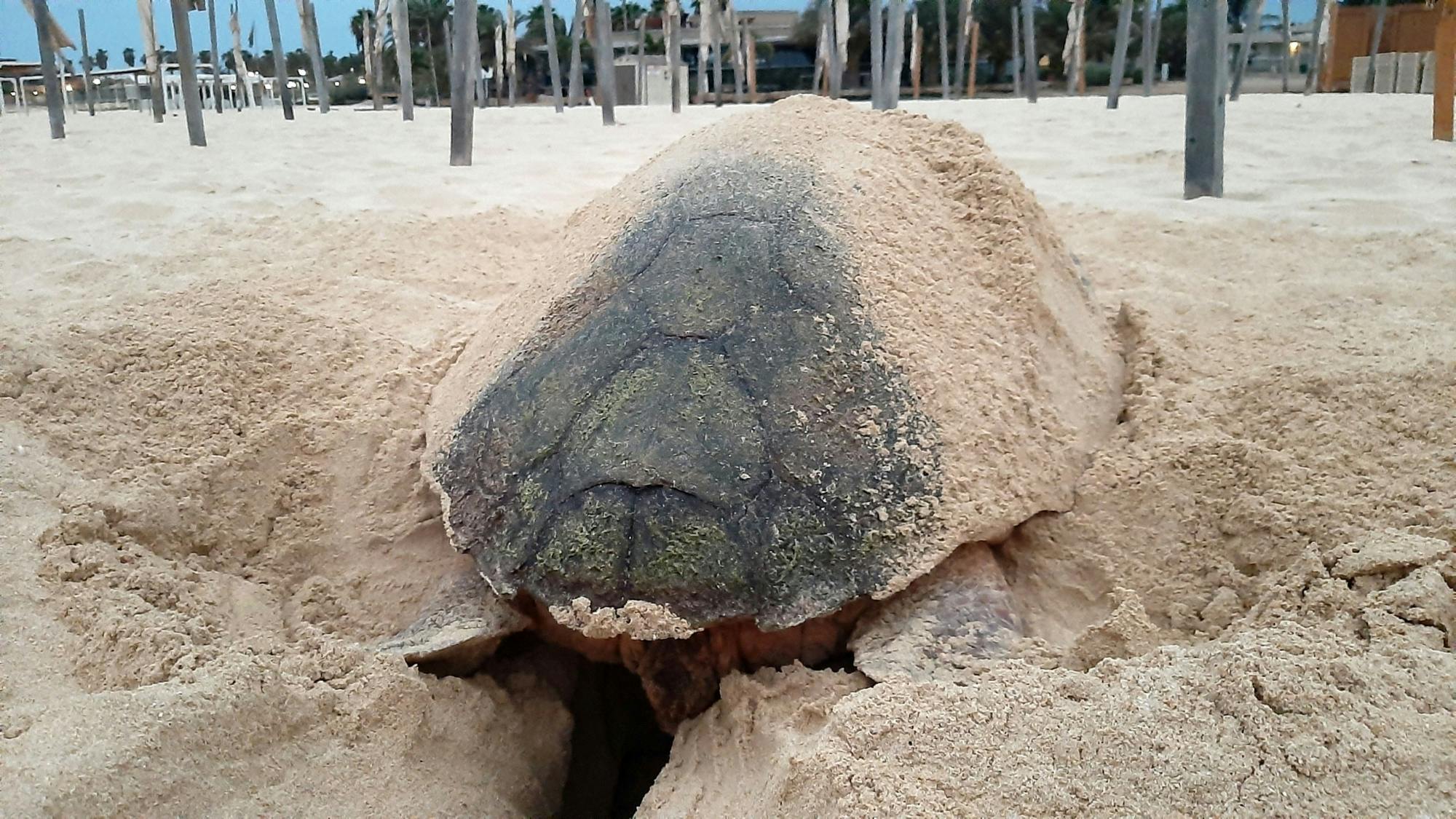 Observation des tortues - réservée aux adultes