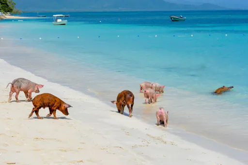 Paradise Beach Resort & Pigs with Catamaran Cruise