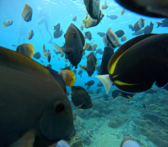 Nusa Penida snorkeling experience with Bali pickup