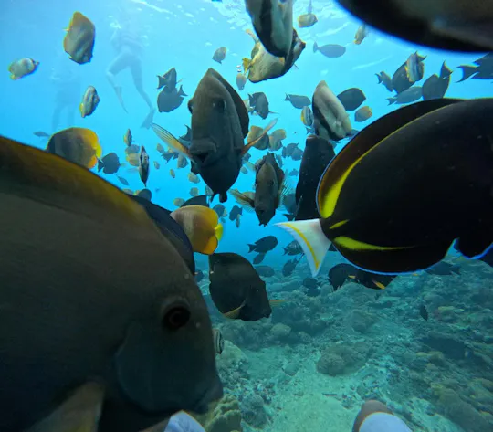 Nusa Penida snorkeling experience with Bali pickup