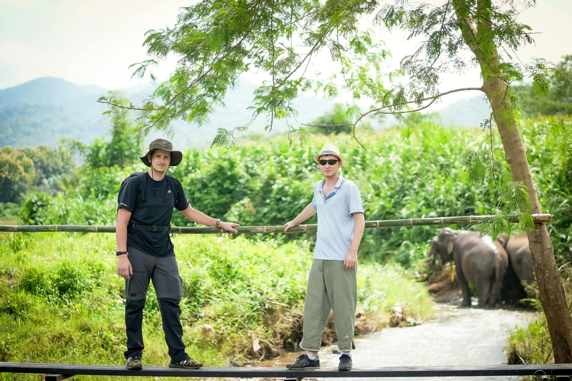 Full-Day Elephant Jungle Sanctuary Walking Tour From Phuket