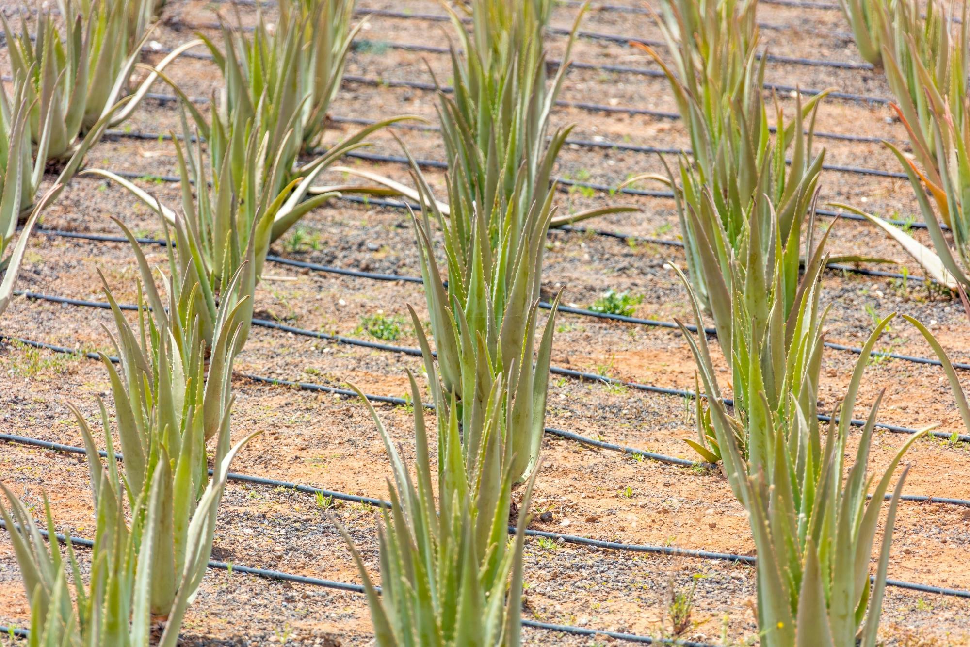 Private Tour of Gran Canaria Highlights with Aloe Vera Plantation