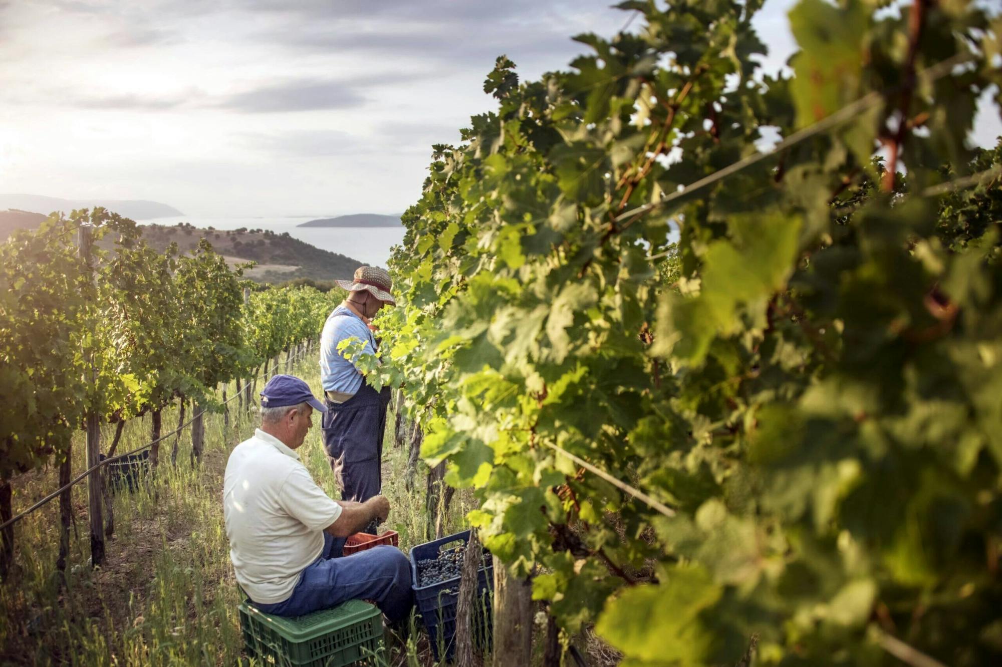 Sonnenuntergang auf dem Weinberg