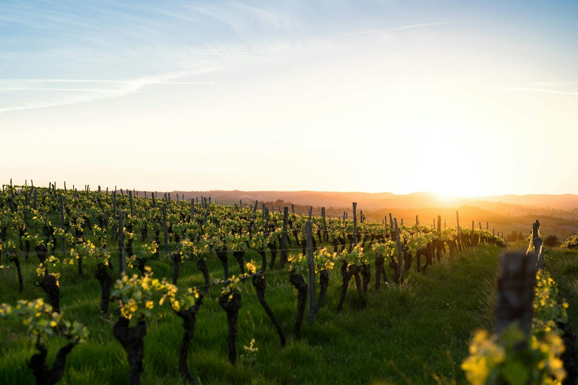 Sunset at the Vineyard