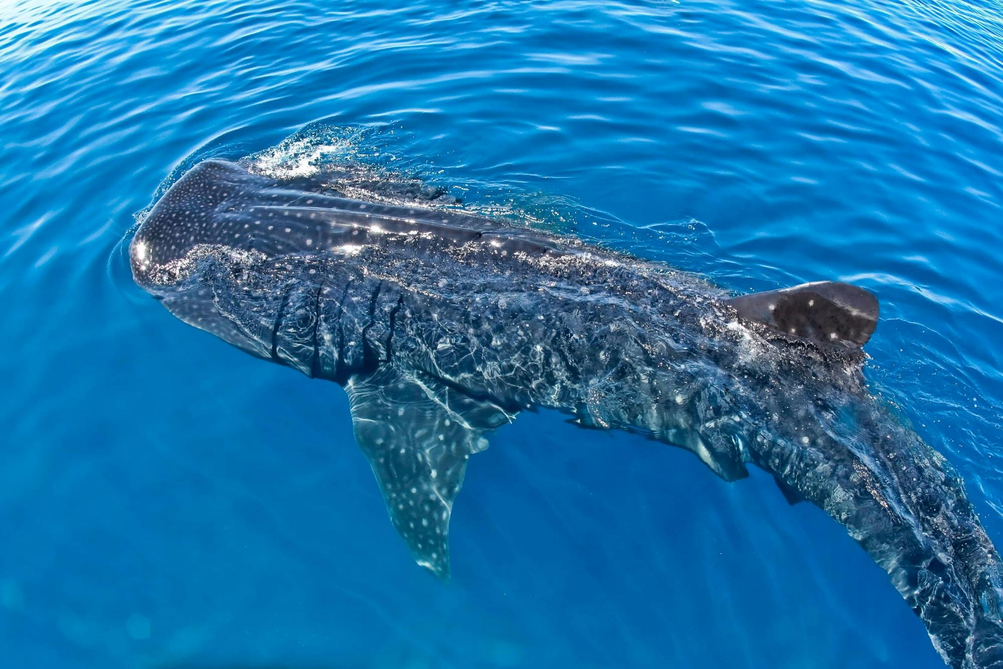 Whale Shark Discovery