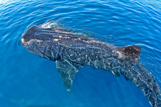 Whale shark discovery